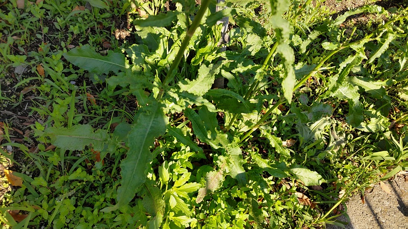 ナガバギシギシ 東京都大田区平和島公園