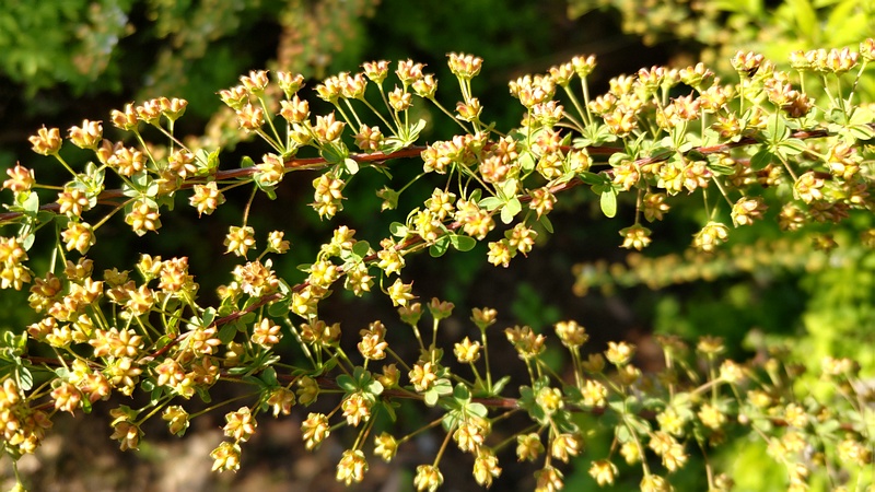 ユキヤナギの果実 東京都大田区大和大橋