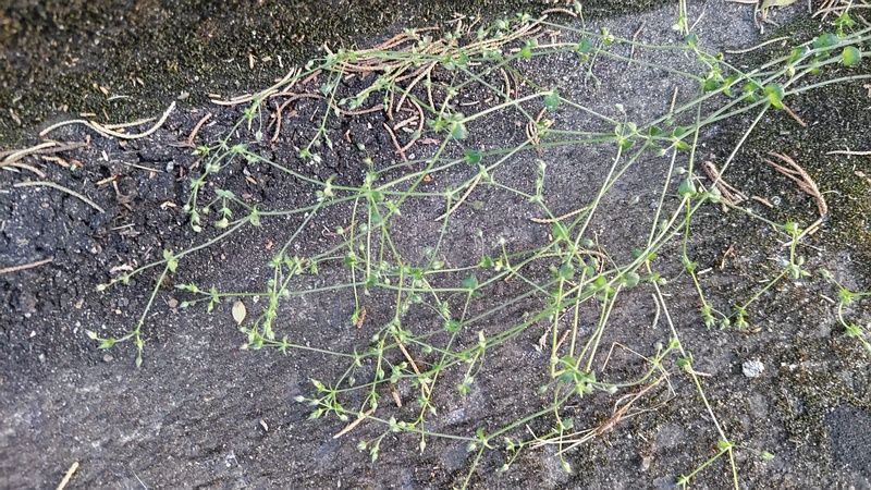 ノミノツヅリ 東京都大田区平和島