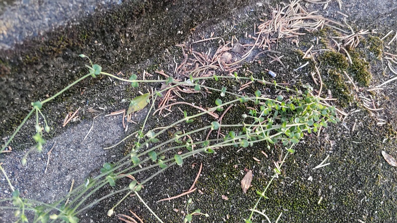 ノミノツヅリ 東京都大田区平和島