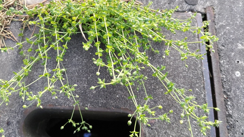 ノミノツヅリ 東京都大田区平和島