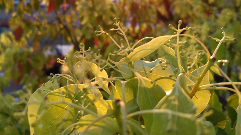 クスノキの花 東京都大田区平和島公園