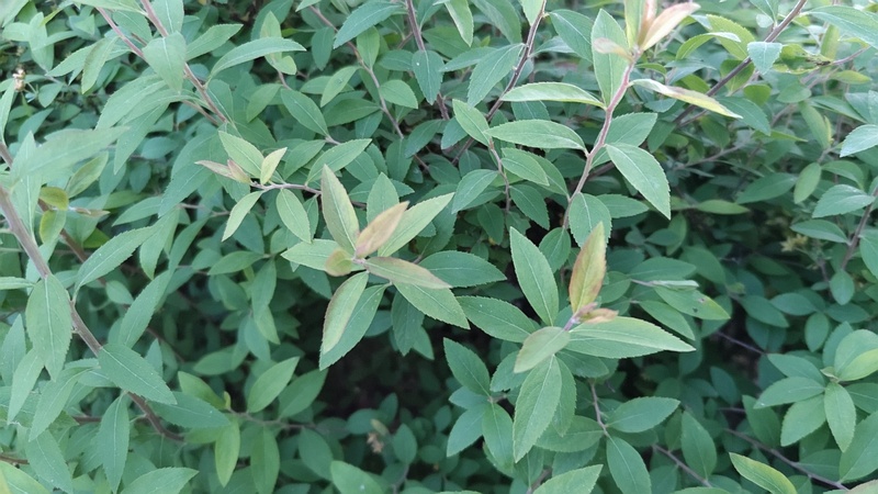 ユキヤナギの葉 東京都大田区平和島公園