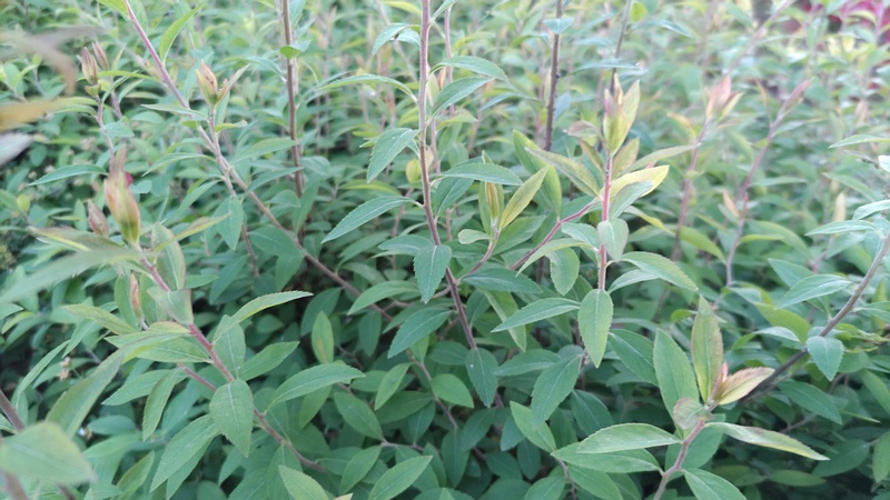 ユキヤナギの葉 東京都大田区平和島公園