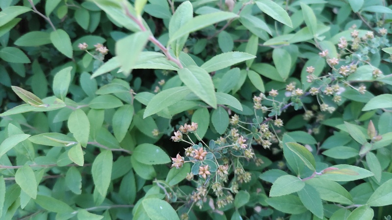 ユキヤナギの果実 東京都大田区平和島公園