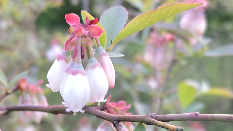ブルーベリーの花 東京都大田区平和島公園