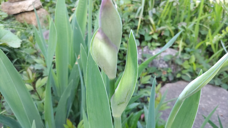アヤメの蕾 東京都大田区平和島公園