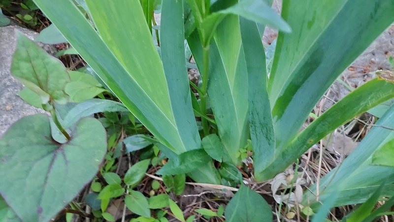 アヤメの葉 東京都大田区平和島公園