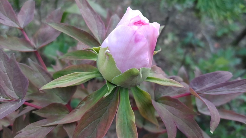 ボタンの花 東京都大田区平和島公園