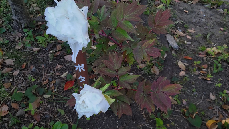 ボタンの花 東京都大田区平和島公園
