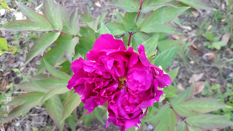 ボタンの花 東京都大田区平和島公園