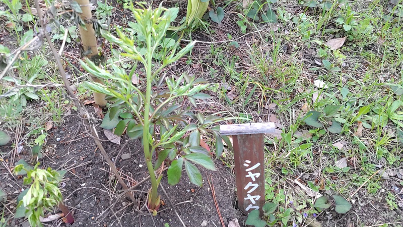 シャクヤクの新芽 東京都大田区平和島公園