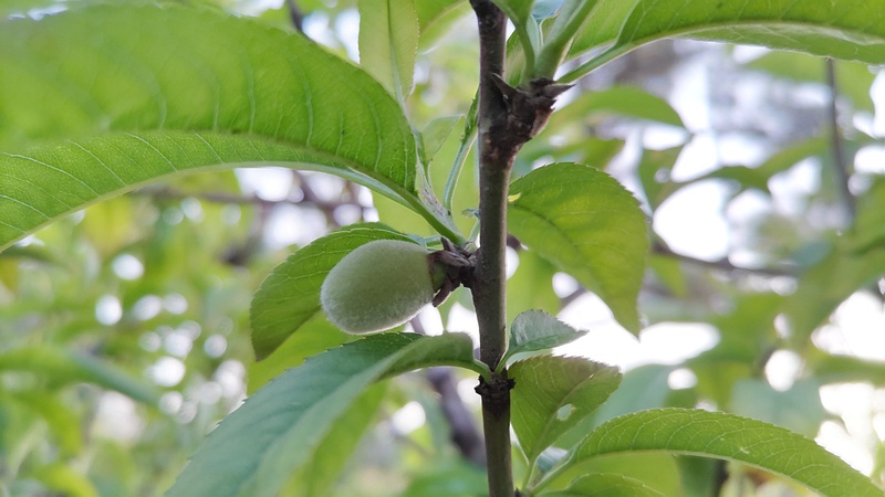 ハナモモの果実 東京都大田区平和島公園