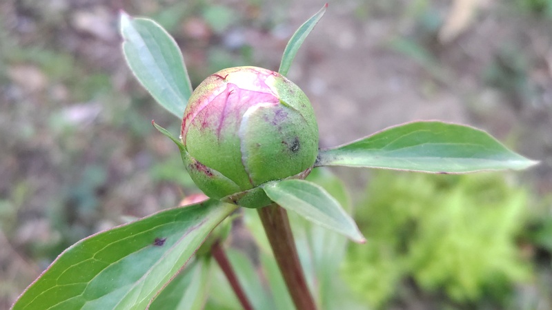 シャクヤクの蕾 東京都大田区平和島公園