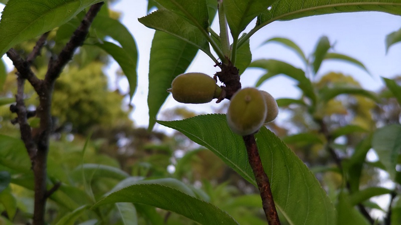 ハナモモの果実 東京都大田区平和島公園