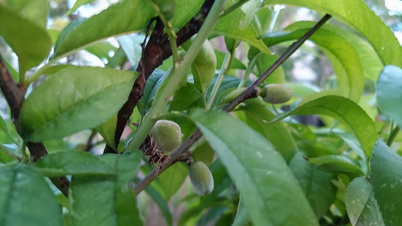 ハナモモの果実 東京都大田区平和島公園