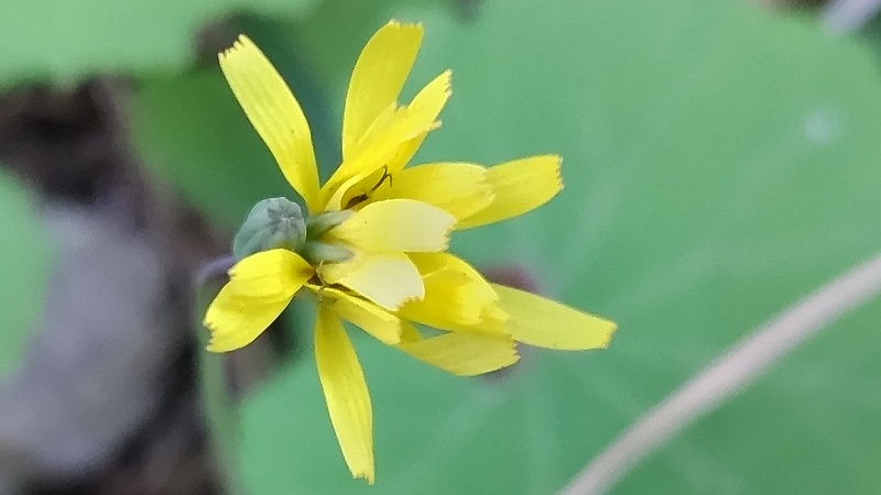 ジシバリの花 東京都大田区平和島公園