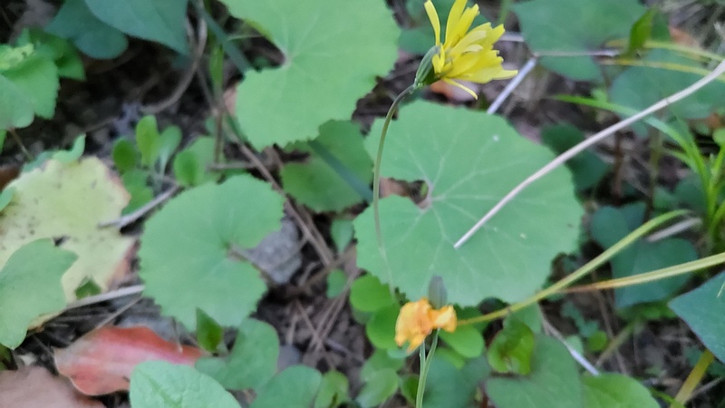 ジシバリの花 東京都大田区平和島公園