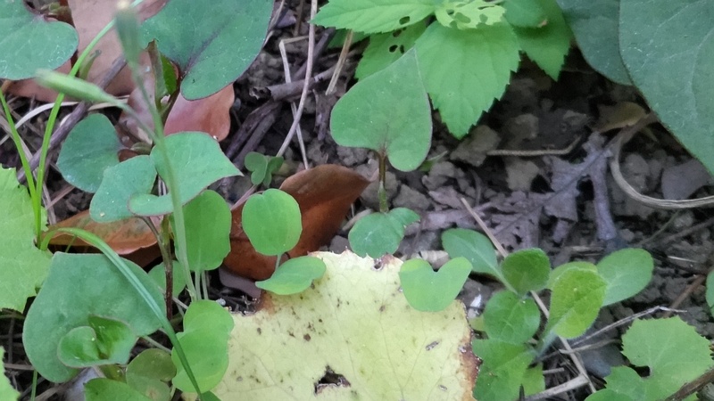 ジシバリ 東京都大田区平和島公園