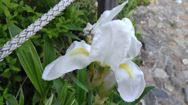 アヤメの花 東京都大田区平和の森公園