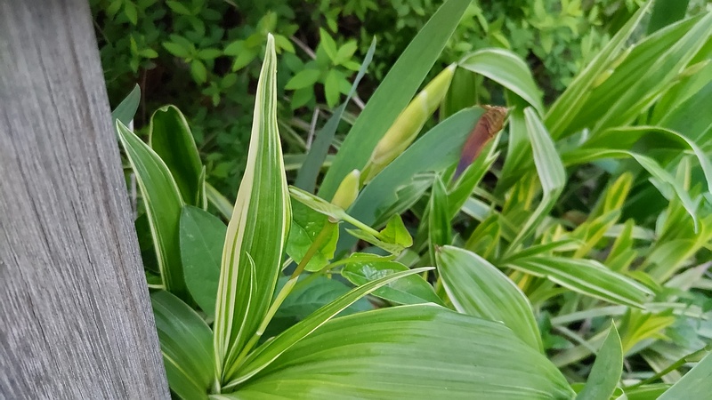 アヤメの蕾 東京都大田区平和の森公園