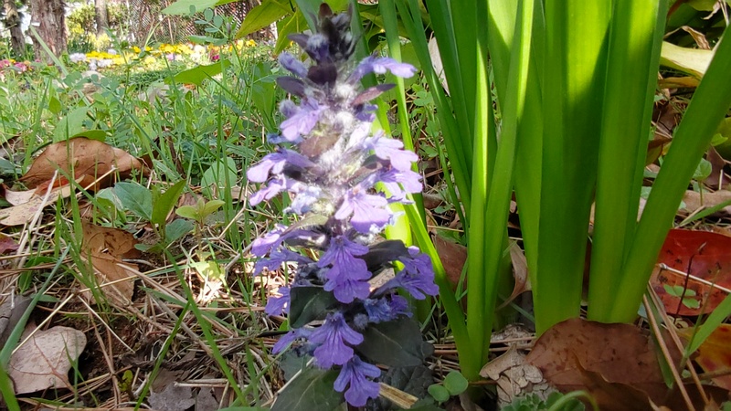 セイヨウジュウニヒトエの花 東京都大田区平和島公園