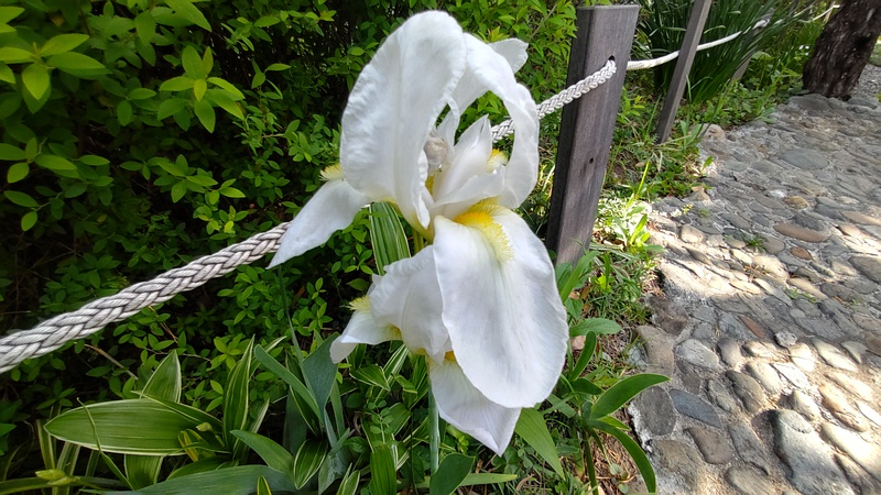 アヤメの花 東京都大田区平和島公園