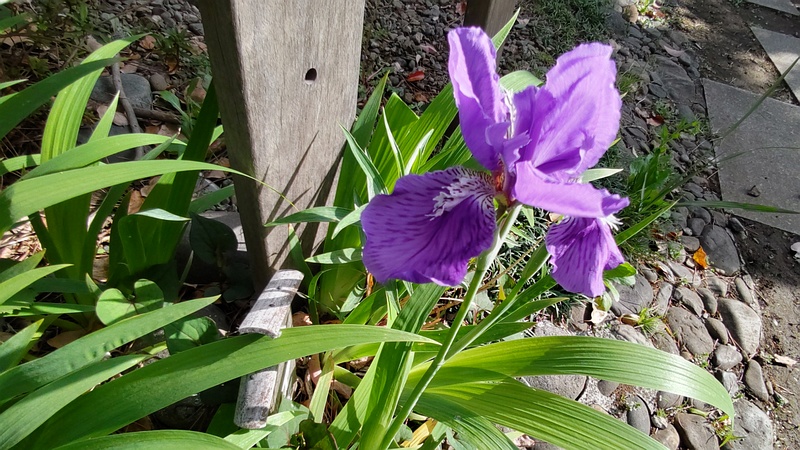 アヤメの花 東京都大田区平和島公園