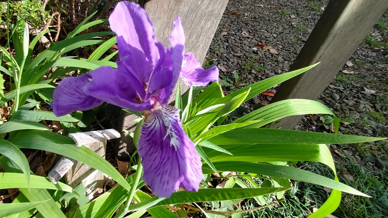 アヤメの花 東京都大田区平和島公園