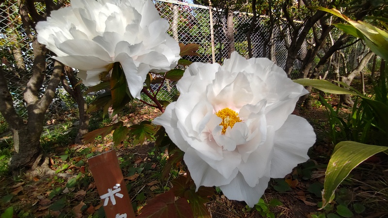 ボタンの花 東京都大田区平和島公園