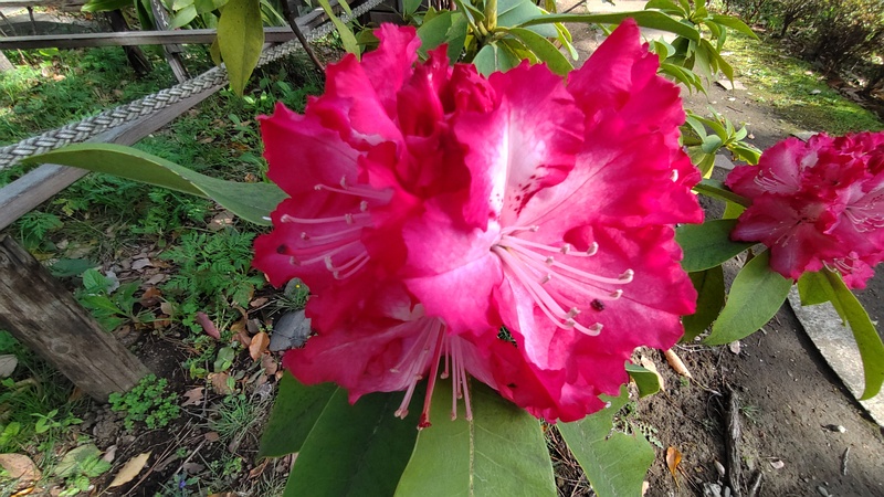 シャクナゲの花 東京都大田区平和島公園