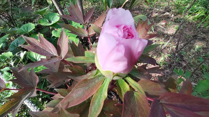 ボタンの花 東京都大田区平和島公園