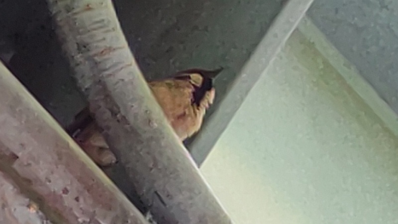 歩道橋の下のスズメ 東京都大田区平和島公園