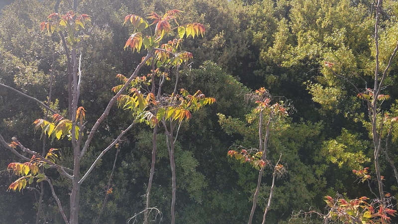ニワウルシの新芽 東京都大田区平和島公園