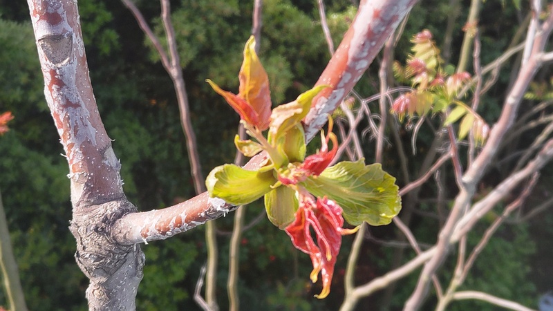ニワウルシの新芽 東京都大田区平和島公園