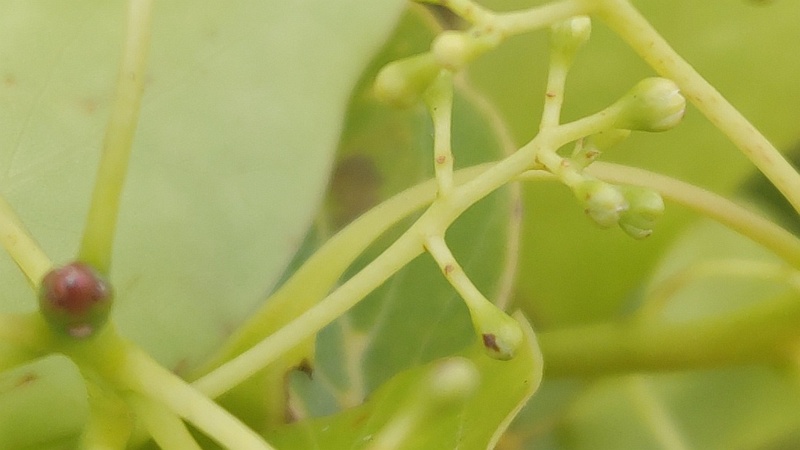 クスノキの花 東京都大田区平和島公園