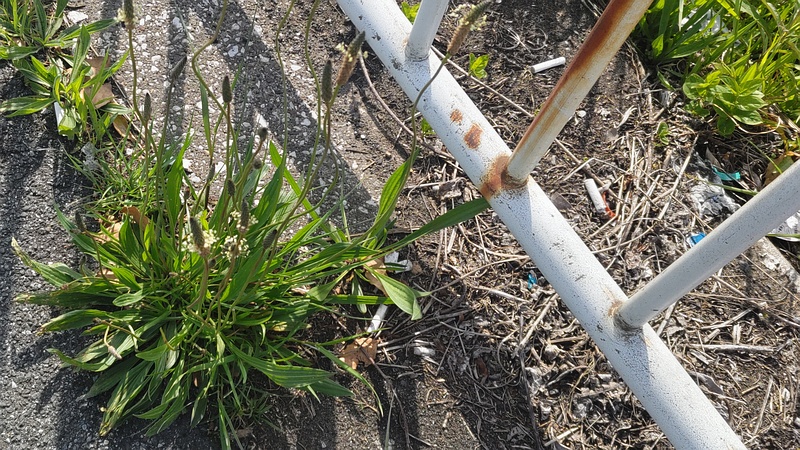 ヘラオオバコの花 東京都大田区大和大橋