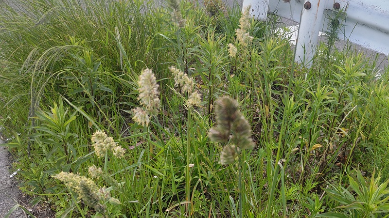 カモガヤの花 東京都大田区大和大橋