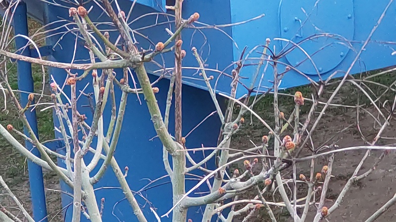 アオギリの冬芽 東京都大田区平和島公園