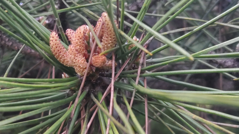 クロマツの雄花 東京都大田区平和島公園