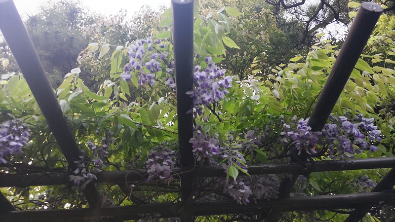 フジの花 東京都大田区平和島公園
