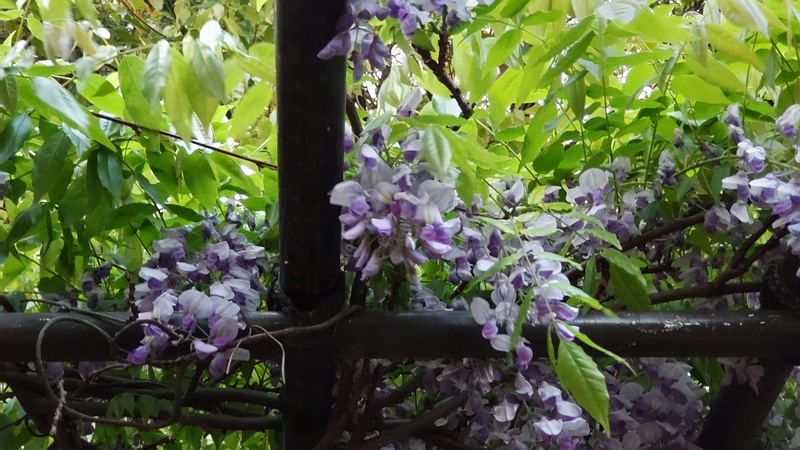 フジの花 東京都大田区平和島公園