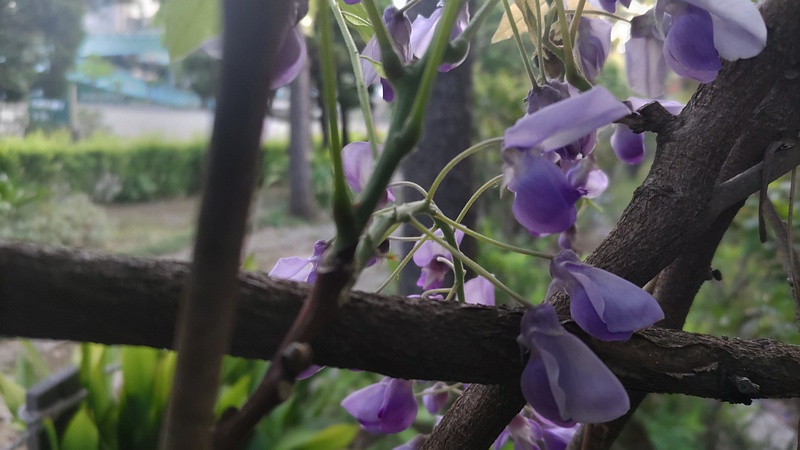 フジの花 東京都大田区平和島公園