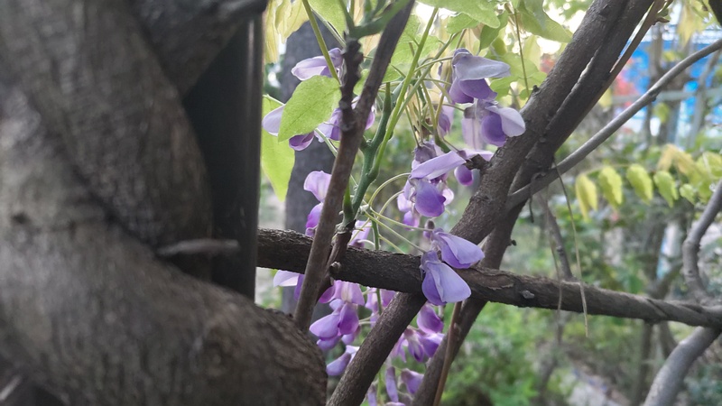 フジの花 東京都大田区平和島公園