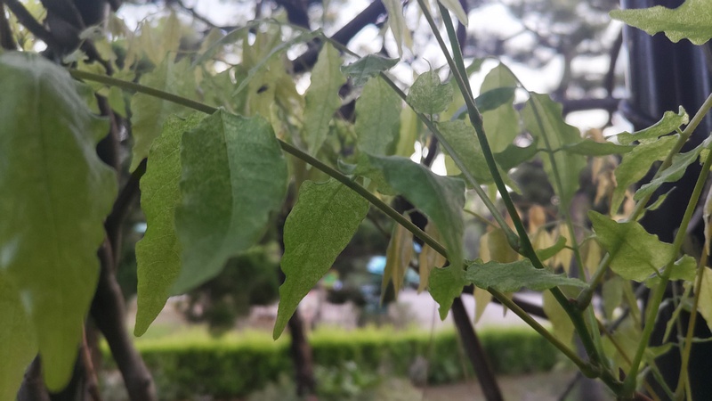 フジの葉 東京都大田区平和島公園