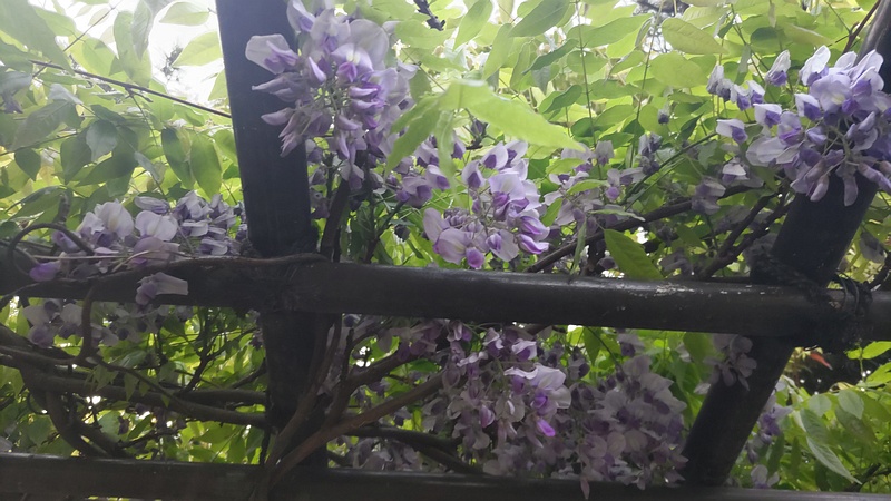 フジの花 東京都大田区平和島公園