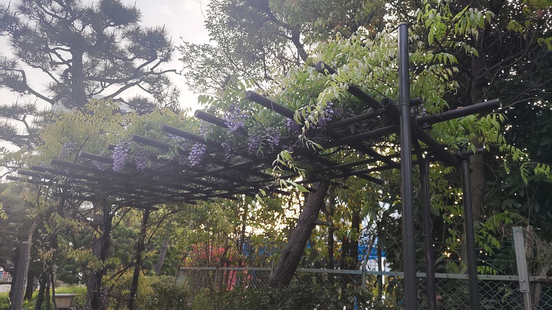 フジの花 東京都大田区平和島公園