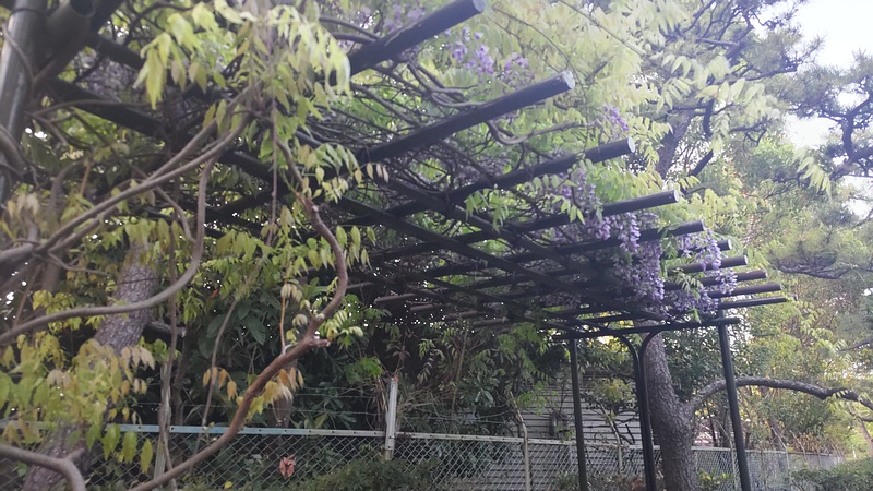 フジの花 東京都大田区平和島公園
