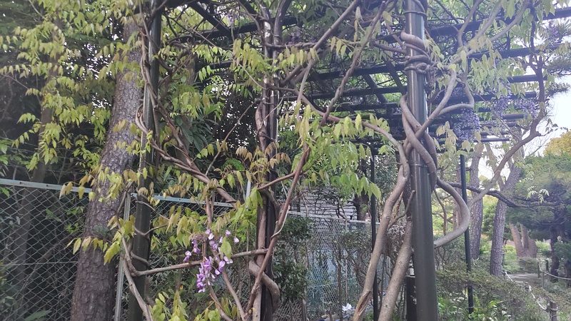 フジの花 東京都大田区平和島公園