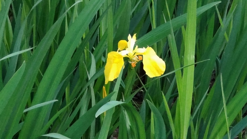 キショウブの花 東京都大田区平和の森公園